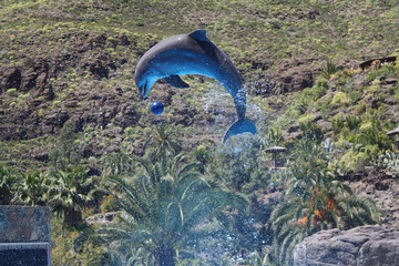 Delphin © Stephan von Mikusch