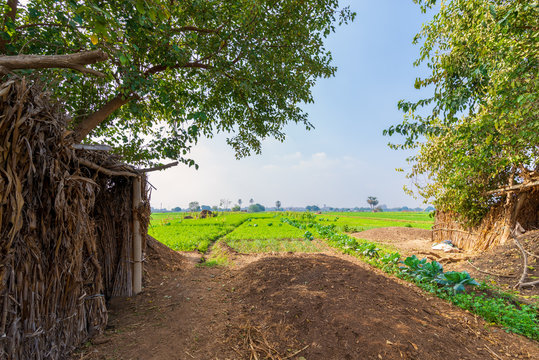 Green meadow, blue sky with few clouds framed by large green trees at traditional Egyptian village