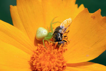 Crab spider predation