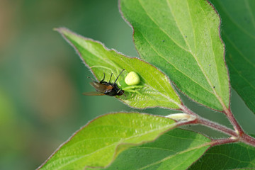 Crab spider predation