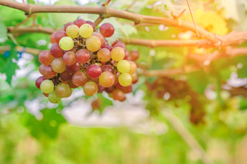 Bunches of young colorful grapes hanging on the vine with green leaves in organic garden.