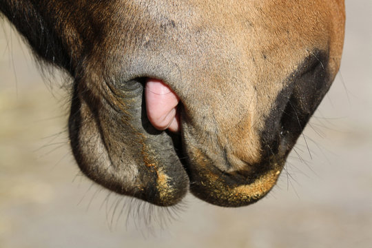 Pferd
