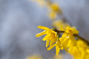 yellow flowers on a background of blue sky