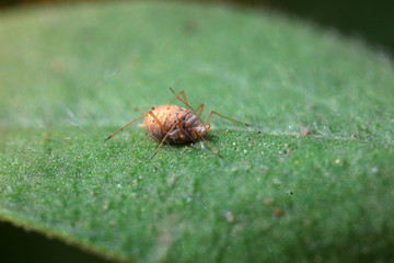 Aphid