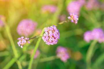 Beautiful Verbena bonariensis flowers or science name ( Verbena hybrida) on blurred background in garden.