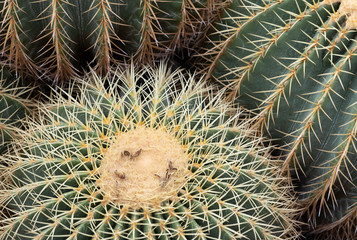 Naklejka na ściany i meble Close up of Succulents, cacti, cactuses background