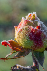 Frozen rose with red and yellow petals, covered with white ice crystals. Concept of romantic love, winter season or cold temperature. Closeup macro shot, background blur with copy space
