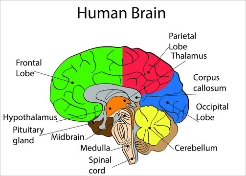 Human brain anatomy diagram. Isolated icon vector illustration design