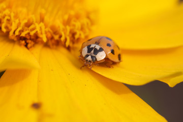 Ladybird beetle