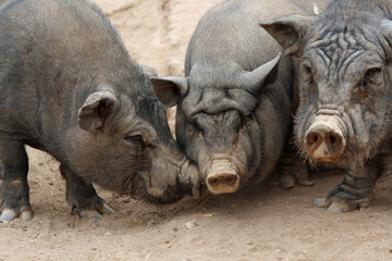 Haengebauchschwein