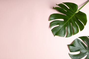 Fototapeta na wymiar Fresh green tropical Monstera leaf on pink background with copy space, top view