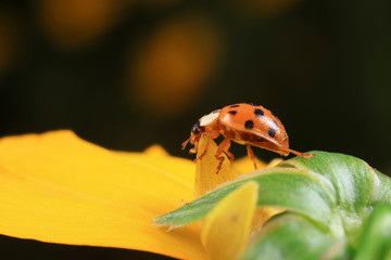 Ladybird beetle