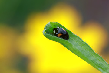 Ladybird beetle