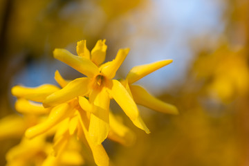 A macro from a forsythia flowers against blue sky.