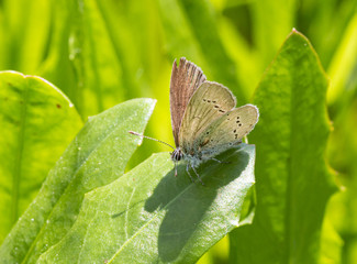 Macro of a polyommatus semiargus on a leaf in alpine meadow; pesticide free environmental protection biodiversity concept;