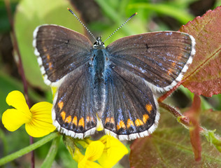 Macro of a adonis blue (polyommatus bellargus) butterfly on a lotus corniculatus blossom; pesticide free environmental protection concept;