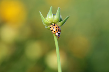 Ladybird beetle