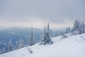 Fototapeta premium Winter landscape in Sheregesh. Frozen snow on trees. Frozen trees on a background of blue cloudy sky. A lot of snow fell in the winter cold in the mountains. Sunrise in the mountains