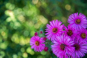 Fototapeta premium Purple pink flowers banner or panorama background picture. Beautiful gently flowers in the own garden.