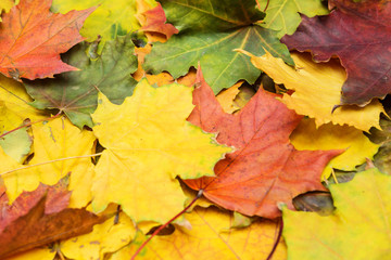 Naklejka na ściany i meble Texture of multi-colored maple leaves. Autumn background close-up.