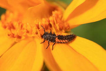 Obraz premium Ladybird beetle