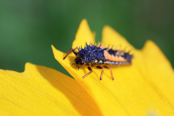 Ladybird beetle