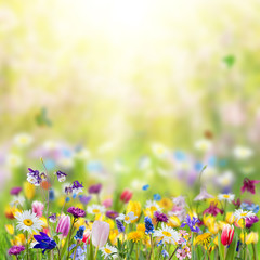 Fragrant wild flowers in grass - 307835651