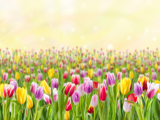 Spring nature background with tulips