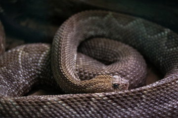 South American rattlesnake. Crotalus durissus terrificus.