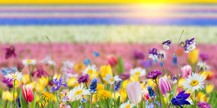 Fragrant wild flowers in grass