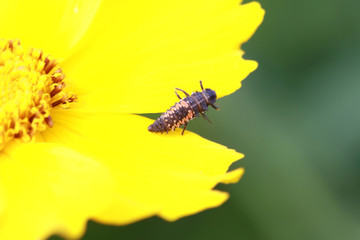 Ladybird beetle