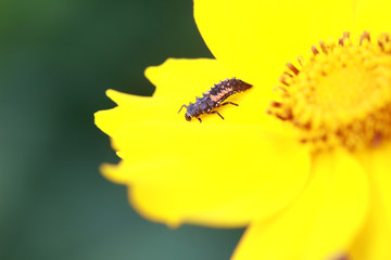 Ladybird beetle