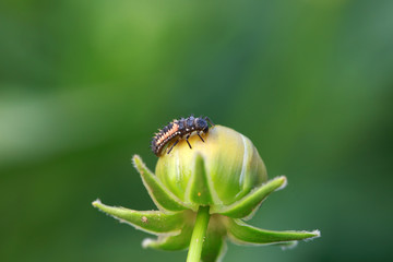 Ladybird beetle