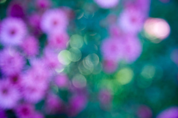 Purple pink blurry flowers banner or panorama background picture. Beautiful gently flowers in the own garden.