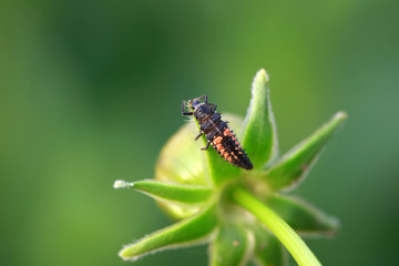 Ladybird beetle