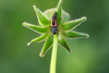 Fototapeta premium Ladybird beetle