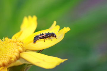Ladybird beetle