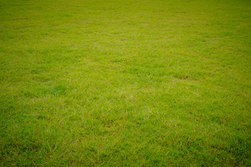 Green grass pattern and texture for background. Close-up