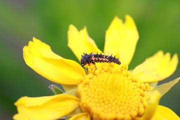 Ladybird beetle
