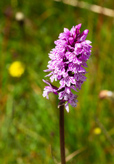 portrait of a blooming pink heath spotted orchid (dactylorhiza maculata), species protection environmental protection biodiversity concept