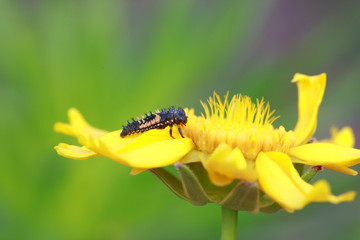 Ladybird beetle
