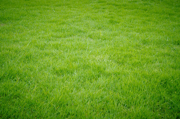 Green grass pattern and texture for background. Close-up
