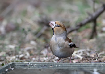 Unusually close-up hawfinch (Coccothraustes coccothraustes). The bird was shot near unusual drinking angles.