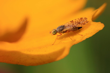 Fly insects