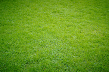 Green grass pattern and texture for background. Close-up