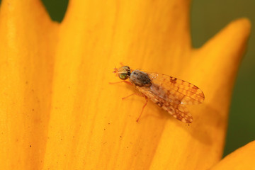 Fly insects