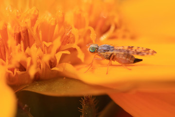 Fly insects