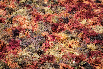Philippines. Palawan Island. Dry seaweed