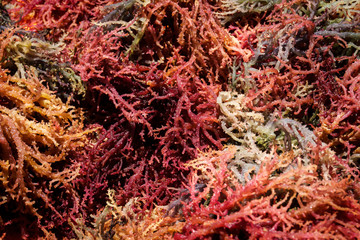 Philippines. Palawan Island. Dry seaweed