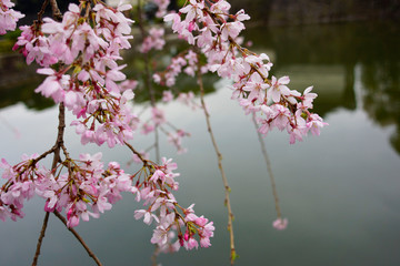 cherry blossom